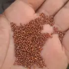 قمح دكسه دقسه