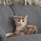 قط للتبني