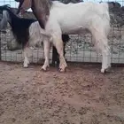 للبيع تيس مصري فحل
