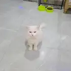 قط شيرازي ذكر