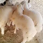 للبيع طليان حريات العديد 7 منها 4 ذكران و 3 اناثي ناوان