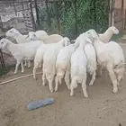 طليان ورخال