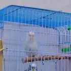 زوج بادجي. منتج وشبه اليف سبق وانتج مع كل ملحقاته