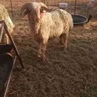 خرفان فحول لبيع
