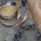 السلام عليكم دجاجه شرط تحتها 9صيصان صحتهم سليمه على سوم