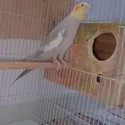 ذكر كروان متكلم مزاجي عمره سنه