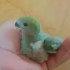 فرخ روز ( اخضر )