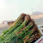 يوجد لدينا نخيل للبيع بجميع انواعها وأشكالها فسائل وجثايث