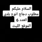 مطلوب دجاج بلدي الموقع الليث