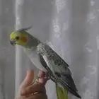 كروان اليف جدا