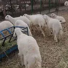 طليان حرية للبيع