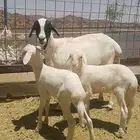 نعجه بربري تهجين حري