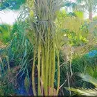 نخيل واشجار