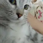 قطط لتبني
