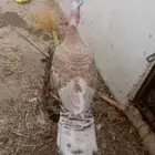 للبيع جوز رومي منتج