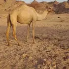 للبيع ناقة طيبه