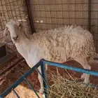 لبيع حريه