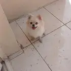 شيواوا_مالتيز. مدربين على طاعه الأوامر
