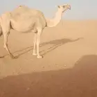 ناقه لقحها قبل رمضان