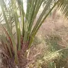 يوجد الدنيا جميع أنواع النخيل للبيع