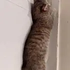 قطوه (التبني)