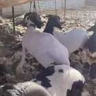 حلاق غنم مكينه جزاز صوف غنم مكينه خبره أكثر من عشر أعوام
