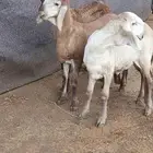 رخال سواكن