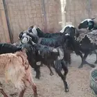 معزا عوارض