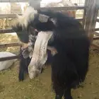 الفحل المصري تهجين عارضي