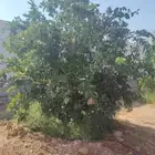 يوجد لدينا حمضيات يوسف أفندي ليمون رمان كمثرا ليمون يوسف وتي