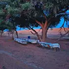 عسل طلح القصيم
