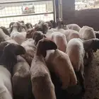 حلاق غنم مكينه جزاز صوف غنم مكينه