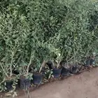 شجر