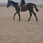 البجادية تابعة لمحافظة الدوادمي