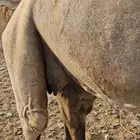 ناقه عادي قمراء لقحه ديس مشروط وهداوه شرط