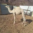 للبيع حشو طيبات وبريات