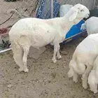 سواكن تربيه 5شهور شرط جذع التواصل