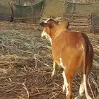 حسيل بلدي شرط مقفل شحم ولحم سمييين العمر حول تسعه شهور