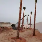 قلع واركز جميع انواع النخيل والأشجار