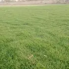 مزرعه الخرج لتوريد الثيل الطبيعي الدرجه الاوله