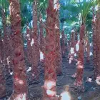 نخيل.واشنطنيا.للبيع