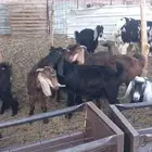 تيوس ذبائح