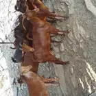 غنم مقاني العدد 8ربعان وسدسان وجمع شباب
