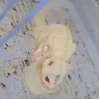 سنجاب شوقر قلايدر ذكر منتج