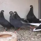 جوزين قلاب قطيفي بعيالها توب مناقير صغيره كوريات