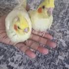 فروخ كروان اثنين غر