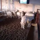 توفر ذبايح وقعدان في موقعنا