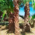جميع انواع النخيل خلاص صقعي مجدل هلالي خضري صفري