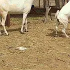 عنز بيشيه تحتها جفره(تم البيع)