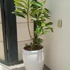 مشتل زراعي